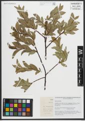 Foto von Salix myrsinites L.